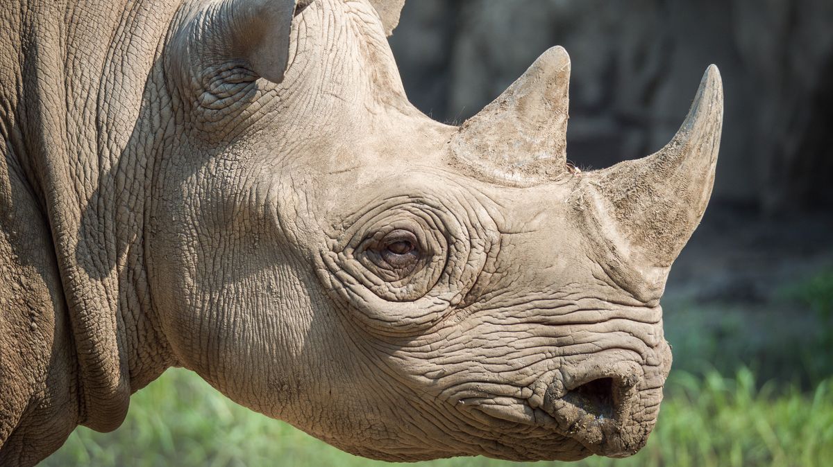 V Safari Parku Dvůr Králové se narodilo mládě vzácného nosorožce černého